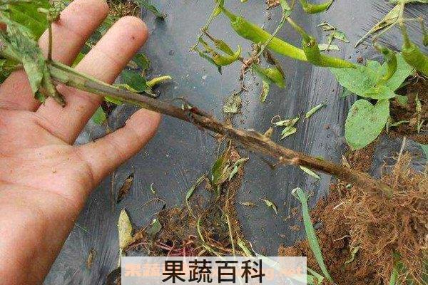 辣椒根