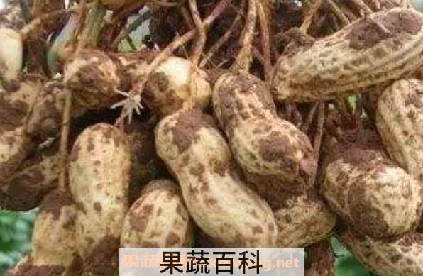 花生根的功效与作用 花生根的药用价值