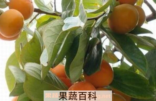  柿子叶泡水喝的功效 柿子叶泡水喝的副作用