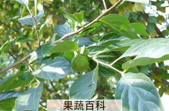  柿子叶泡水喝的功效 柿子叶泡水喝的副作用