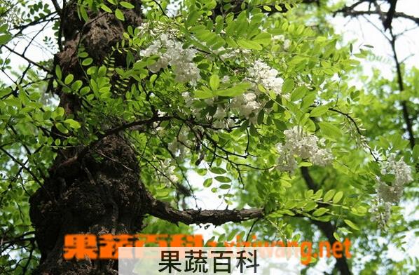 果蔬百科刺槐