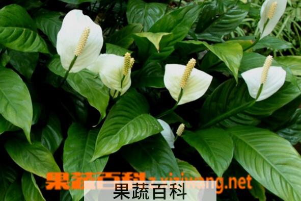 果蔬百科白掌