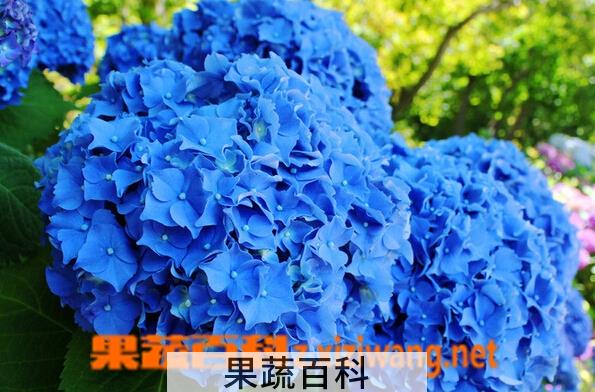 果蔬百科绣球花