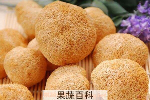 猴头菇