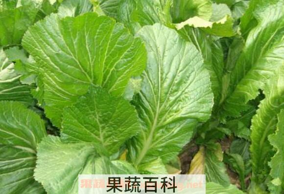 多头菜的功效与作用 多头菜的营养价值