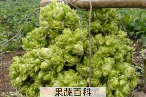 多头菜的功效与作用 多头菜的营养价值