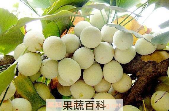 银杏果的功效与作用 吃银杏果的好处