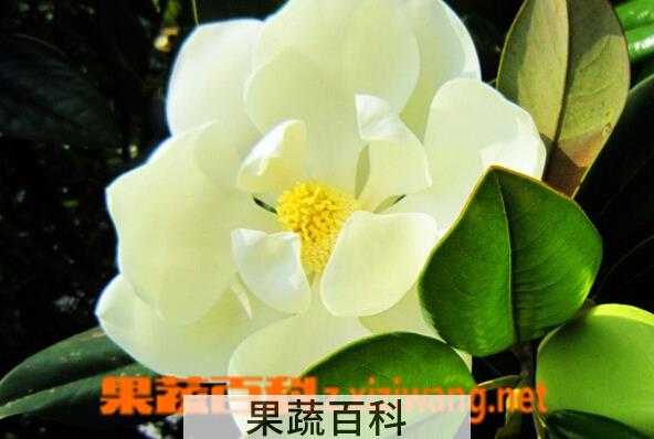 果蔬百科玉兰