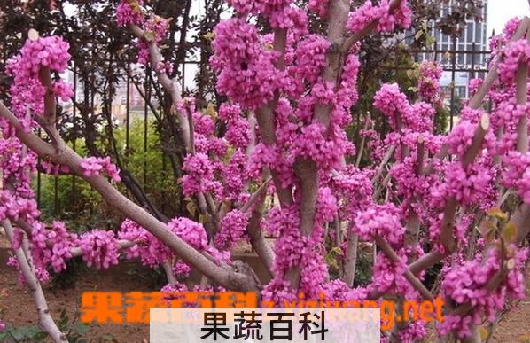 果蔬百科紫荆