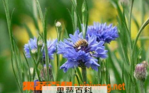 矢车菊的功效与作用禁忌 蓝花矢车菊的功效与作用