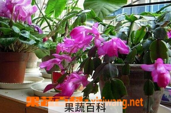 果蔬百科蟹爪兰