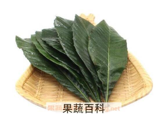 枇杷叶煮水的功效与作用 喝了枇杷叶煮水的禁忌