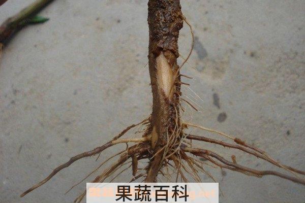 辣椒根
