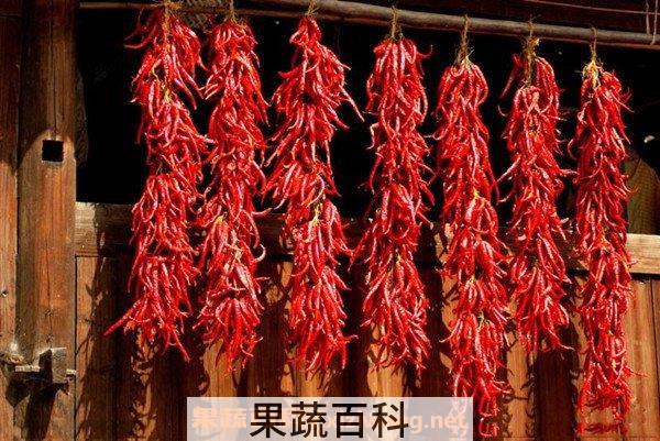 辣椒根
