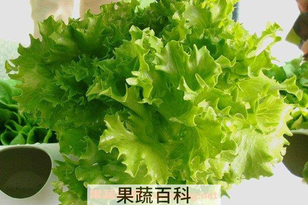 九牙生菜