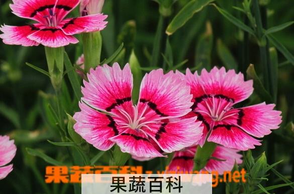 果蔬百科石竹
