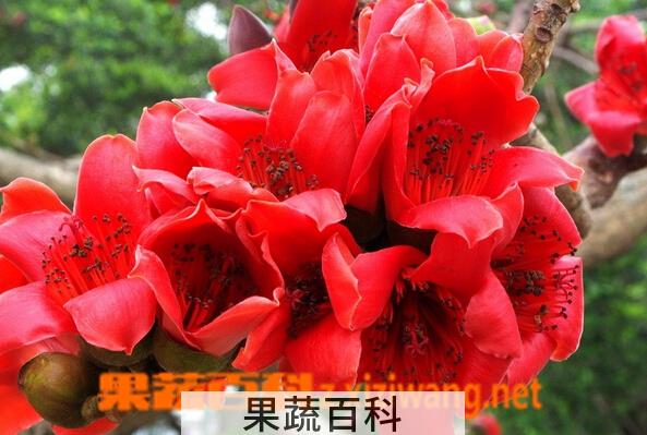果蔬百科木棉