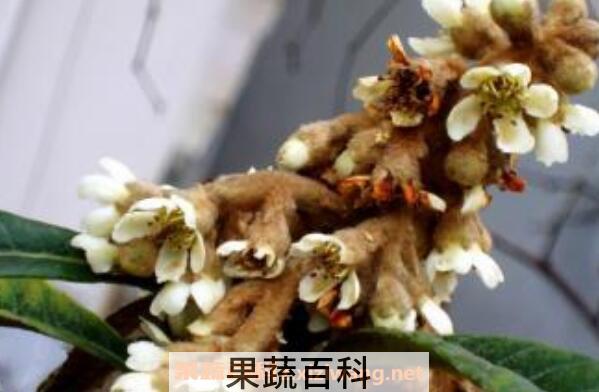枇杷花的功效与作用有 吃枇杷花的好处