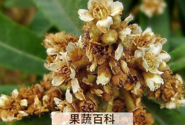 枇杷花的功效与作用有 吃枇杷花的好处