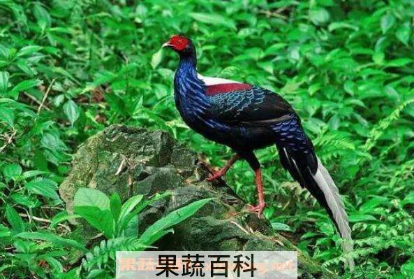 岩鸡的功效与作用