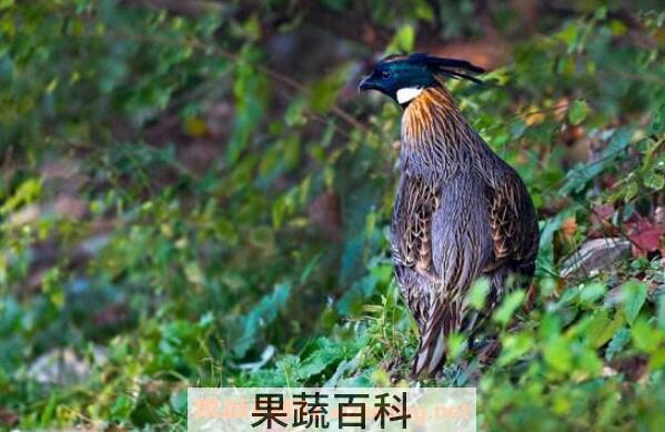 岩鸡的功效与作用