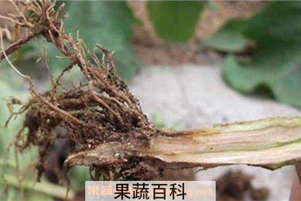 茄根水