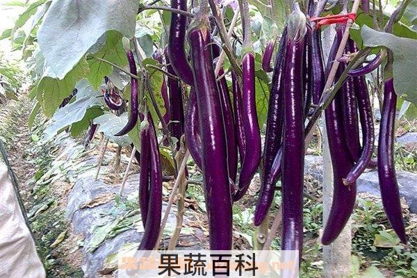 茄根水
