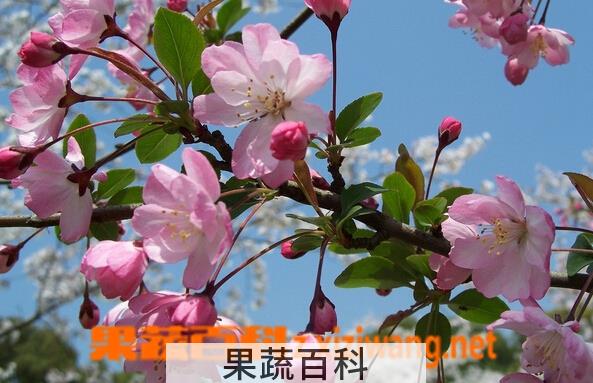 果蔬百科垂丝海棠
