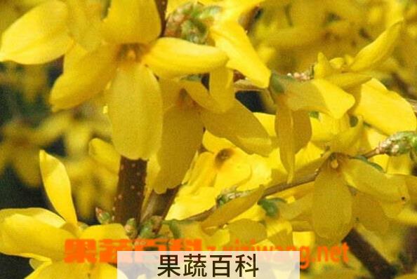 果蔬百科金钟花