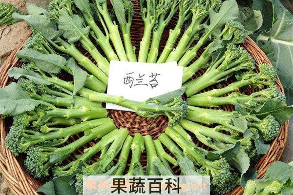 西兰苔