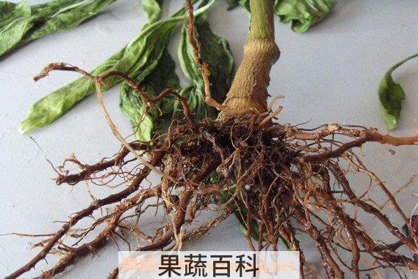山辣椒根