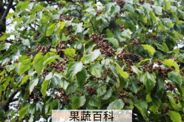 拐枣树根的功效与作用及药用价值