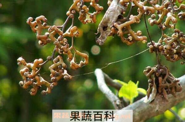拐枣树根的功效与作用及药用价值