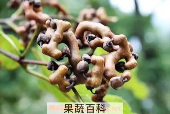 拐枣的功效与作用 拐枣的吃法