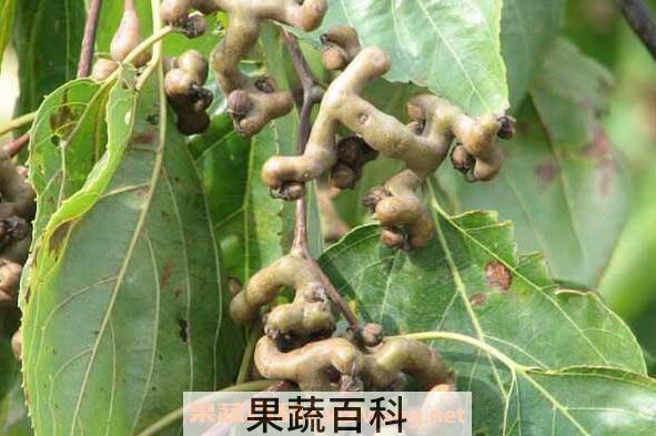 拐枣的功效与作用 拐枣的吃法