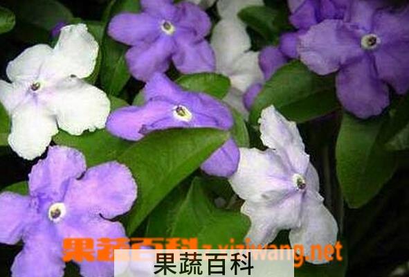 果蔬百科鸳鸯茉莉