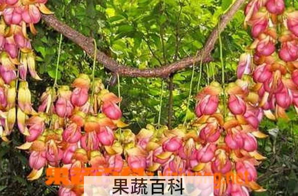 果蔬百科禾雀花