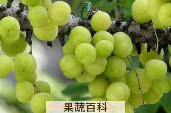 余甘子的功效与作用及食用方法