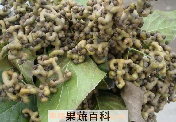 拐枣泡酒的功效 拐枣泡酒制作方法图片
