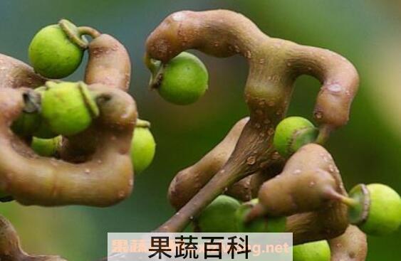 拐枣泡酒的功效 拐枣泡酒制作方法图片