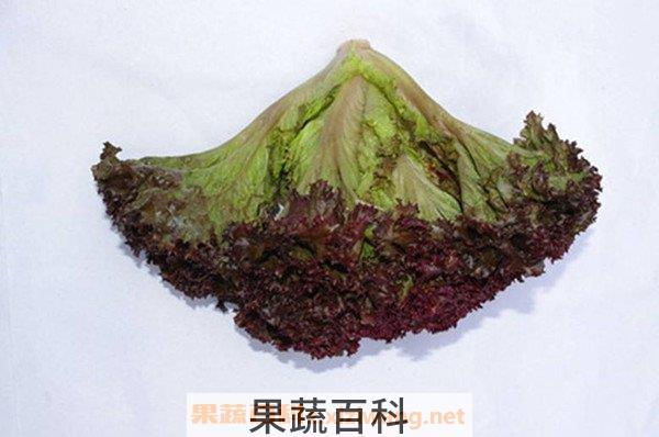 红叶生菜