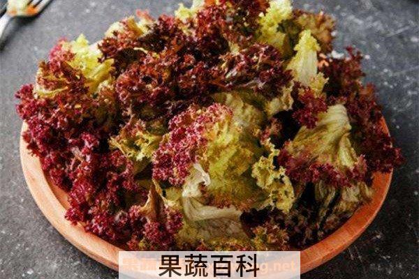 红叶生菜