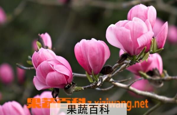 果蔬百科木兰花