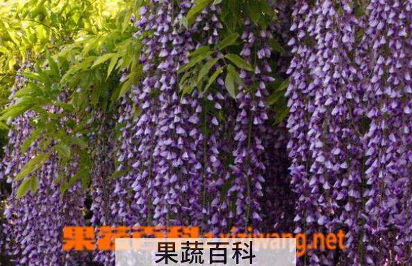 果蔬百科紫藤