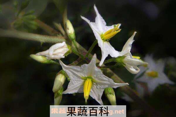 茄根煮水