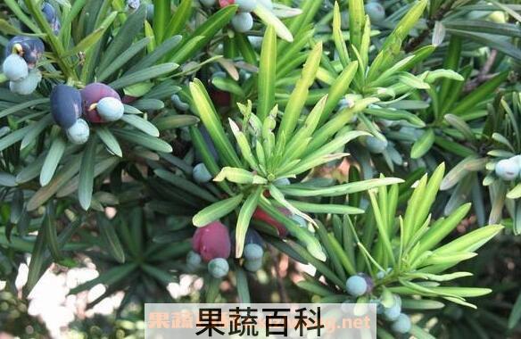 罗汉松果的功效与作用