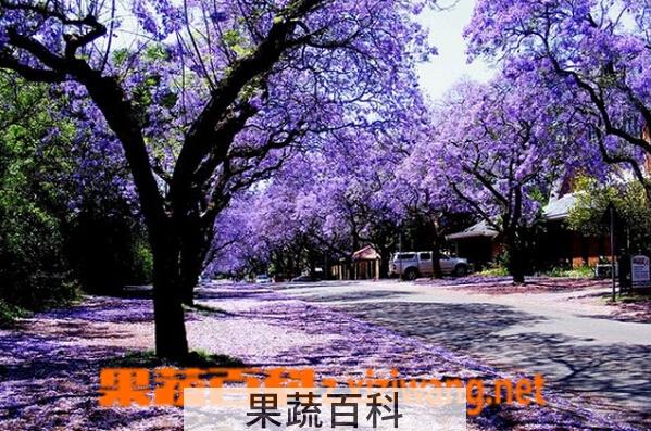 果蔬百科蓝花楹