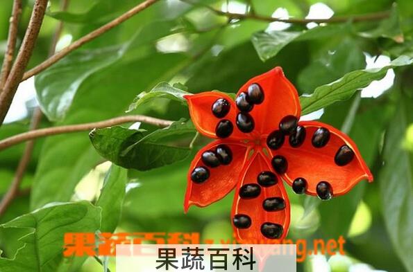 果蔬百科苹婆