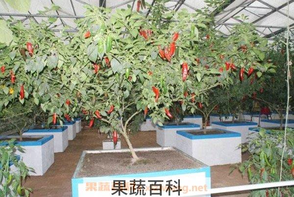 辣椒杆