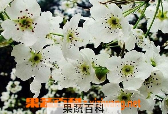 果蔬百科梨花